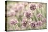 Sea Thrift II-Kathy Mahan-Stretched Canvas