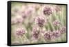Sea Thrift II-Kathy Mahan-Framed Stretched Canvas