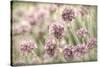 Sea Thrift II-Kathy Mahan-Stretched Canvas