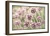 Sea Thrift II-Kathy Mahan-Framed Photographic Print