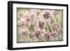 Sea Thrift II-Kathy Mahan-Framed Photographic Print