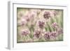 Sea Thrift II-Kathy Mahan-Framed Photographic Print