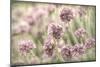 Sea Thrift II-Kathy Mahan-Mounted Photographic Print