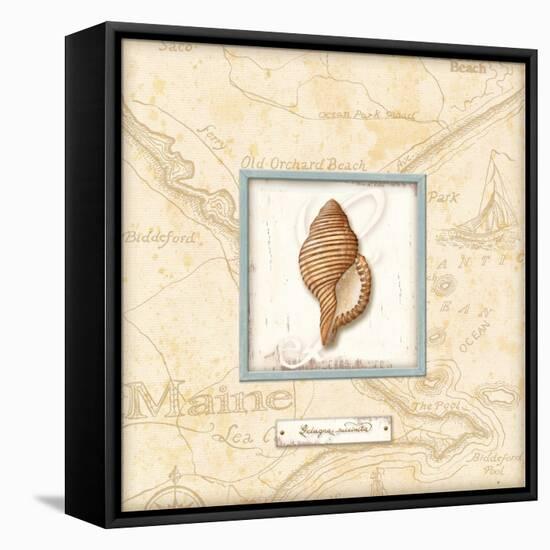 Sea Treasure IV-Charlene Audrey-Framed Stretched Canvas