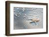 Sea Treasure-Mary Lou Johnson-Framed Photo