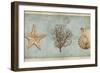 Sea Treasures II-Deborah Devellier-Framed Art Print