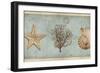 Sea Treasures II-Deborah Devellier-Framed Art Print