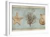 Sea Treasures II-Deborah Devellier-Framed Art Print