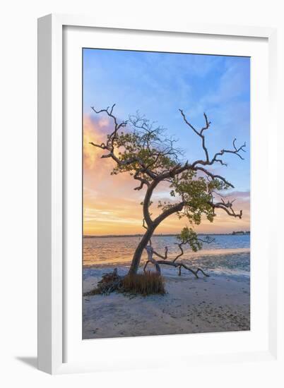 Sea Tree-Mary Lou Johnson-Framed Art Print