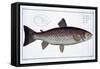 Sea Trout-Andreas-ludwig Kruger-Framed Stretched Canvas