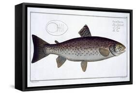 Sea Trout-Andreas-ludwig Kruger-Framed Stretched Canvas