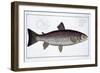Sea Trout-Andreas-ludwig Kruger-Framed Giclee Print
