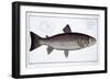 Sea Trout-Andreas-ludwig Kruger-Framed Giclee Print