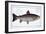 Sea Trout-Andreas-ludwig Kruger-Framed Giclee Print