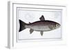 Sea Trout-Andreas-ludwig Kruger-Framed Giclee Print