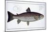 Sea Trout-Andreas-ludwig Kruger-Mounted Giclee Print