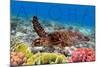 Sea Turtle and Coral - Aloha-Lantern Press-Mounted Art Print