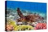 Sea Turtle and Coral - Aloha-Lantern Press-Stretched Canvas