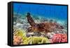 Sea Turtle and Coral - Aloha-Lantern Press-Framed Stretched Canvas