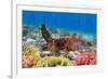 Sea Turtle and Coral - Aloha-Lantern Press-Framed Art Print