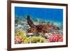 Sea Turtle and Coral - Aloha-Lantern Press-Framed Art Print