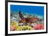 Sea Turtle and Coral - Aloha-Lantern Press-Framed Art Print