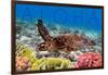 Sea Turtle and Coral - Aloha-Lantern Press-Framed Premium Giclee Print