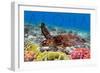 Sea Turtle and Coral - Aloha-Lantern Press-Framed Art Print