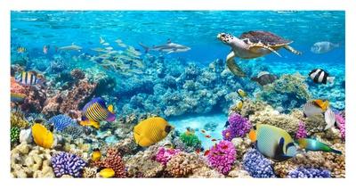 https://imgc.allpostersimages.com/img/posters/sea-turtle-and-fish-maldivian-coral-reef_u-L-F8WE430.jpg?artPerspective=n