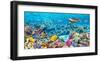 Sea Turtle and fish, Maldivian Coral Reef-Pangea Images-Framed Giclee Print