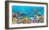 Sea Turtle and fish, Maldivian Coral Reef-Pangea Images-Framed Giclee Print