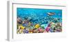 Sea Turtle and fish, Maldivian Coral Reef-Pangea Images-Framed Giclee Print