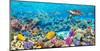 Sea Turtle and fish, Maldivian Coral Reef-Pangea Images-Mounted Giclee Print