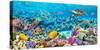 Sea Turtle and fish, Maldivian Coral Reef-Pangea Images-Stretched Canvas