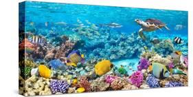 Sea Turtle and fish, Maldivian Coral Reef-Pangea Images-Stretched Canvas