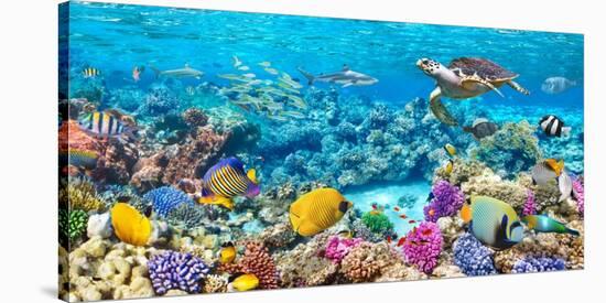 Sea Turtle and fish, Maldivian Coral Reef-Pangea Images-Stretched Canvas