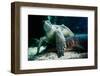 sea turtle and shark under water, close-up, Testudinata, Selachii-Seepia Fotografie-Framed Photographic Print