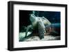 sea turtle and shark under water, close-up, Testudinata, Selachii-Seepia Fotografie-Framed Photographic Print