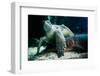 sea turtle and shark under water, close-up, Testudinata, Selachii-Seepia Fotografie-Framed Photographic Print