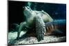 sea turtle and shark under water, close-up, Testudinata, Selachii-Seepia Fotografie-Mounted Photographic Print