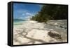 Sea Turtle, Anse Source D'Argent Beach, La Digue, Seychelles, Indian Ocean, Africa-Sergio Pitamitz-Framed Stretched Canvas