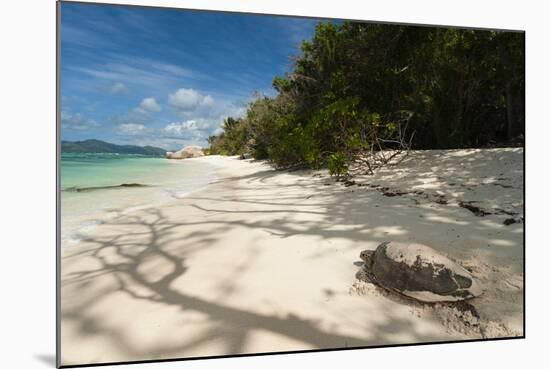 Sea Turtle, Anse Source D'Argent Beach, La Digue, Seychelles, Indian Ocean, Africa-Sergio Pitamitz-Mounted Photographic Print