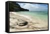 Sea Turtle, Anse Source D'Argent Beach, La Digue, Seychelles, Indian Ocean, Africa-Sergio Pitamitz-Framed Stretched Canvas