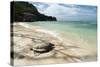 Sea Turtle, Anse Source D'Argent Beach, La Digue, Seychelles, Indian Ocean, Africa-Sergio Pitamitz-Stretched Canvas