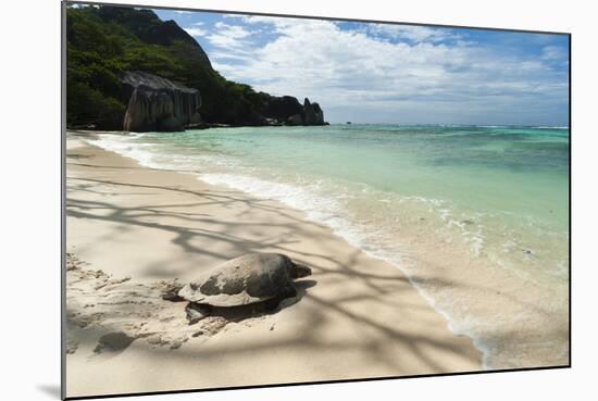 Sea Turtle, Anse Source D'Argent Beach, La Digue, Seychelles, Indian Ocean, Africa-Sergio Pitamitz-Mounted Photographic Print