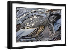 Sea Turtle At Risk-Rabi Khan-Framed Art Print