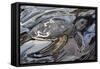 Sea Turtle At Risk-Rabi Khan-Framed Stretched Canvas