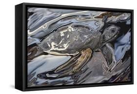 Sea Turtle At Risk-Rabi Khan-Framed Stretched Canvas