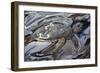 Sea Turtle At Risk-Rabi Khan-Framed Premium Giclee Print