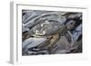 Sea Turtle At Risk-Rabi Khan-Framed Premium Giclee Print